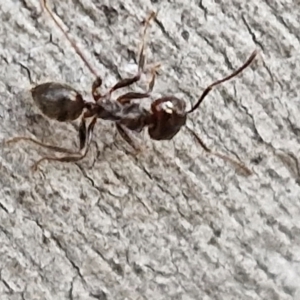 Notoncus sp. (genus) at Goulburn, NSW - 16 Aug 2024