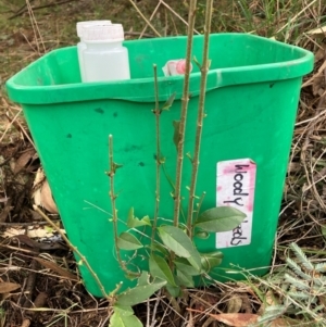 Ligustrum lucidum at Hackett, ACT - 16 Aug 2024 12:52 PM