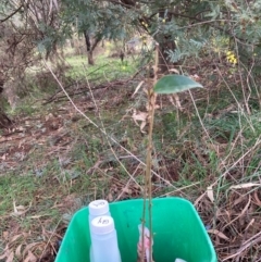 Ligustrum lucidum at Hackett, ACT - 16 Aug 2024