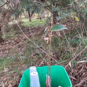 Ligustrum lucidum at Hackett, ACT - 16 Aug 2024