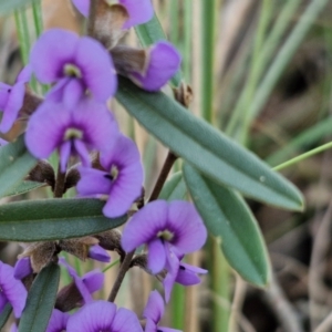 Hovea heterophylla at Goulburn, NSW - 16 Aug 2024