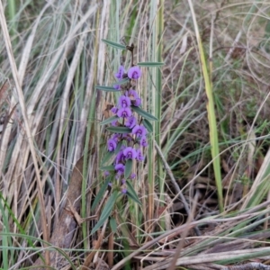 Hovea heterophylla at Goulburn, NSW - 16 Aug 2024