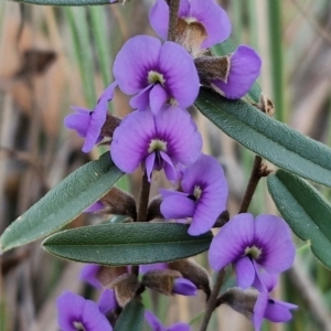 Hovea heterophylla at Goulburn, NSW - 16 Aug 2024