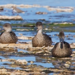 Anas gracilis (Grey Teal) at Rottnest Island, WA - 26 Apr 2024 by jb2602