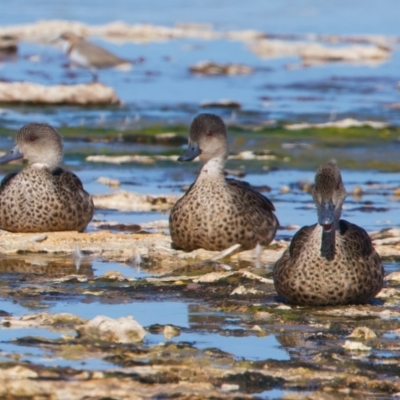 Anas gracilis (Grey Teal) at Rottnest Island, WA - 26 Apr 2024 by jb2602