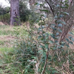 Ligustrum lucidum (Large-leaved Privet) at Hackett, ACT - 16 Aug 2024 by waltraud