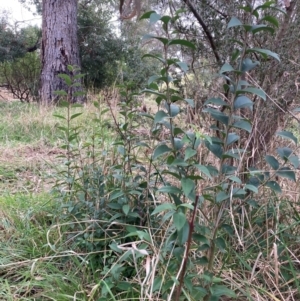 Ligustrum lucidum at Hackett, ACT - 16 Aug 2024 01:20 PM