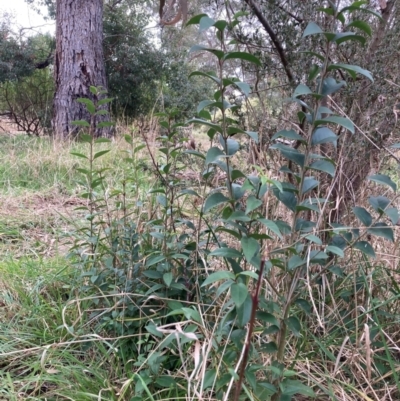 Ligustrum lucidum (Large-leaved Privet) at Hackett, ACT - 16 Aug 2024 by waltraud