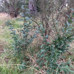 Ligustrum lucidum at Hackett, ACT - 16 Aug 2024 01:20 PM