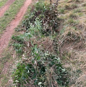 Ligustrum lucidum at Hackett, ACT - 16 Aug 2024 01:20 PM