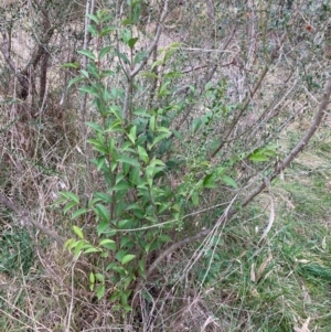 Ligustrum lucidum at Hackett, ACT - 16 Aug 2024 01:20 PM