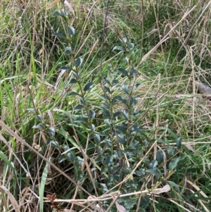 Ligustrum sinense at Hackett, ACT - 16 Aug 2024