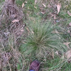 Nassella trichotoma at Hackett, ACT - 16 Aug 2024 01:56 PM