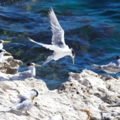 Thalasseus bergii (Crested Tern) at Rottnest Island, WA - 26 Apr 2024 by jb2602