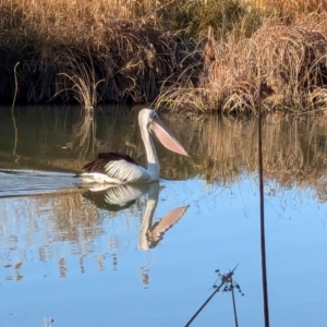 Pelecanus conspicillatus at Narrabundah, ACT - 1 Aug 2024 08:35 AM