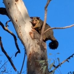 Trichosurus vulpecula (Common Brushtail Possum) at Narrabundah, ACT - 25 Jul 2024 by JodieR