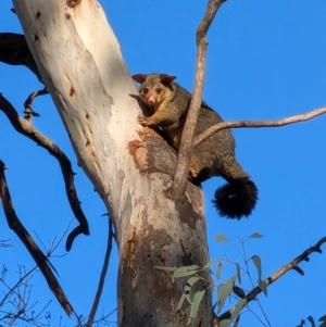 Trichosurus vulpecula at Narrabundah, ACT - 26 Jul 2024 08:59 AM