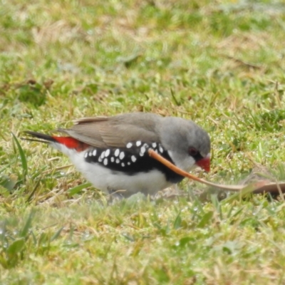 Stagonopleura guttata (Diamond Firetail) at Kambah, ACT - 16 Aug 2024 by HelenCross