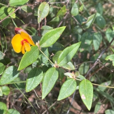 Platylobium formosum (Handsome Flat Pea) at Comberton, NSW - 10 Aug 2024 by Clarel