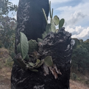 Opuntia ficus-indica at Kambah, ACT - 16 Aug 2024 02:23 PM