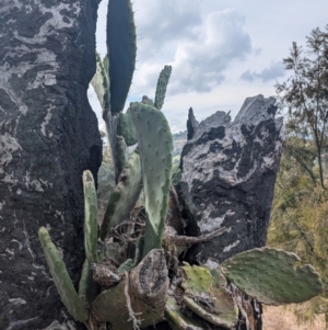 Opuntia ficus-indica at Kambah, ACT - 16 Aug 2024 02:23 PM