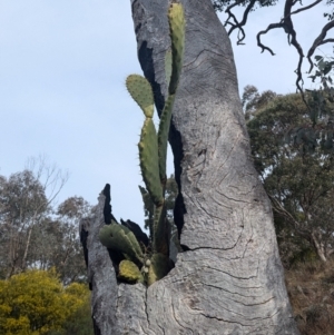 Opuntia ficus-indica at Kambah, ACT - 16 Aug 2024 02:23 PM