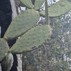 Opuntia ficus-indica at Kambah, ACT - 16 Aug 2024 02:23 PM