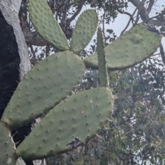 Opuntia ficus-indica at Kambah, ACT - 16 Aug 2024 02:23 PM