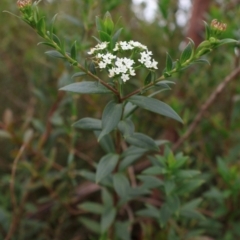 Platysace lanceolata (Shrubby Platysace) at Tianjara, NSW - 10 Aug 2024 by Clarel