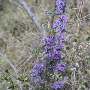 Hovea heterophylla at Kambah, ACT - 16 Aug 2024