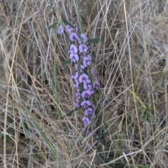 Hovea heterophylla at Kambah, ACT - 16 Aug 2024