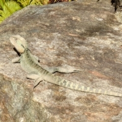 Intellagama lesueurii howittii (Gippsland Water Dragon) at Acton, ACT - 15 Aug 2024 by HelenCross