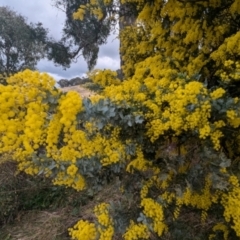 Acacia baileyana (Cootamundra Wattle, Golden Mimosa) at Kambah, ACT - 16 Aug 2024 by HelenCross