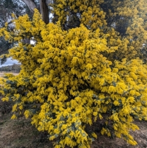 Acacia baileyana at Kambah, ACT - 16 Aug 2024 01:37 PM