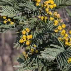 Acacia dealbata subsp. dealbata (Silver Wattle) at Kambah, ACT - 16 Aug 2024 by HelenCross