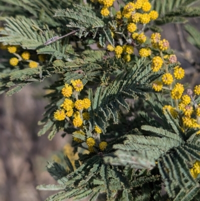 Acacia dealbata subsp. dealbata (Silver Wattle) at Kambah, ACT - 16 Aug 2024 by HelenCross