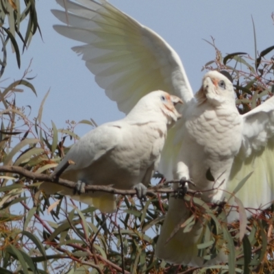 Cacatua sanguinea (Little Corella) at Jerrabomberra, NSW - 16 Aug 2024 by SteveBorkowskis