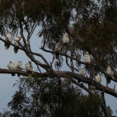 Cacatua sanguinea at Jerrabomberra, NSW - 16 Aug 2024 04:22 PM