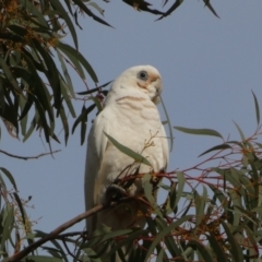 Cacatua sanguinea at Jerrabomberra, NSW - 16 Aug 2024 04:22 PM