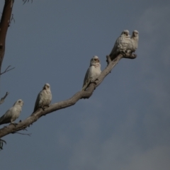 Cacatua sanguinea at Jerrabomberra, NSW - 16 Aug 2024 04:22 PM