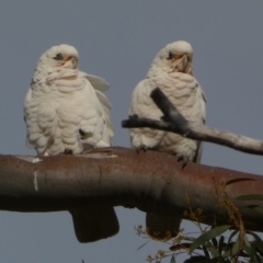 Cacatua sanguinea at Jerrabomberra, NSW - 16 Aug 2024