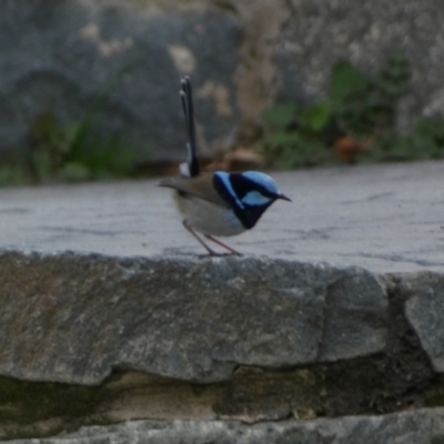 Malurus cyaneus (Superb Fairywren) at Jerrabomberra, NSW - 16 Aug 2024 by SteveBorkowskis