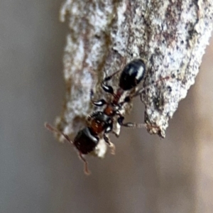 Podomyrma elongata at Ainslie, ACT - 16 Aug 2024