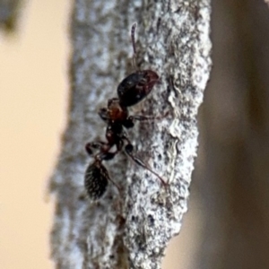 Podomyrma elongata at Ainslie, ACT - 16 Aug 2024 04:22 PM