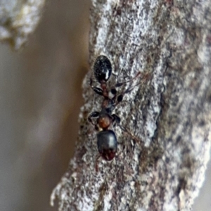 Podomyrma elongata at Ainslie, ACT - 16 Aug 2024 04:22 PM