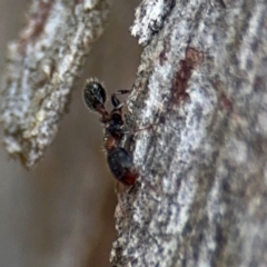 Podomyrma elongata at Ainslie, ACT - 16 Aug 2024 04:22 PM