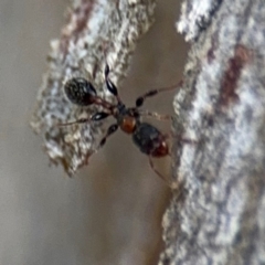 Podomyrma elongata at Ainslie, ACT - 16 Aug 2024