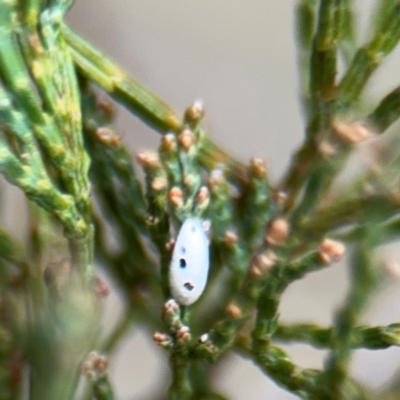 Eriococcidae sp. (family) at Ainslie, ACT - 16 Aug 2024 by Hejor1