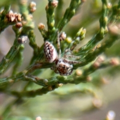 Opisthoncus sp. (genus) at Ainslie, ACT - 16 Aug 2024 04:19 PM