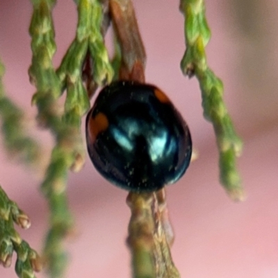 Orcus bilunulatus (Ladybird beetle) at Ainslie, ACT - 16 Aug 2024 by Hejor1